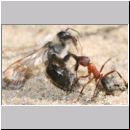 Formica -Serviformica- sanguinea - Blutrote Raubameise 23 9mm - mit Andrena vaga-Sandbiene.jpg